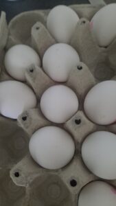 Are Eggs Halal? A Comprehensive Guide to Eggs